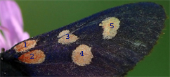 Chiavi di identificazione degli Zygaenidae d''Italia